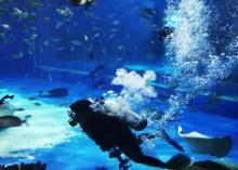 阜阳尧泰汉海海洋公园11