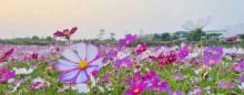 多乐拾趣花田乐园7