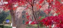 雨花茶文化区1