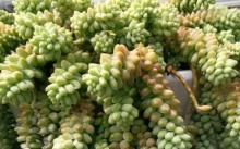 南京多肉植物园2