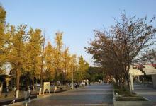 银杏里文化艺术街区12