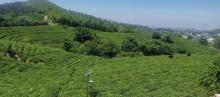 黄龙岘金陵茶文化旅游村2