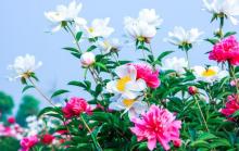扬州芍药园7