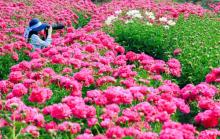 扬州芍药园4
