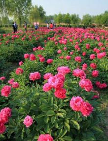扬州芍药园15