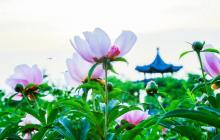 扬州芍药园10