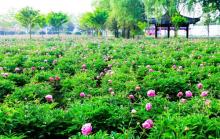 扬州芍药园1