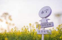 张圩油菜花海15