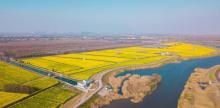 张圩油菜花海16