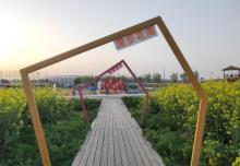 张圩油菜花海10