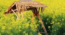 张圩油菜花海1