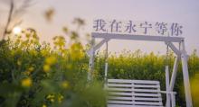 张圩油菜花海12