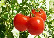 番茄的功效与作用  番茄的功效与作用及营养价值