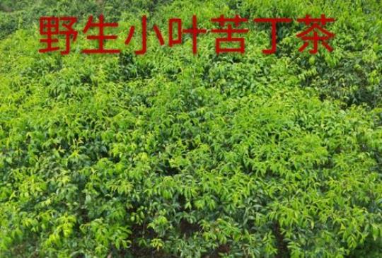 小叶苦丁茶的药用价值  苦丁茶籽的药用价值