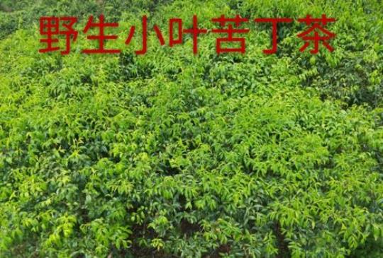 小叶苦丁茶的药用价值  苦丁茶籽的药用价值