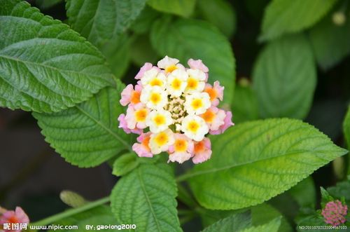 描写描写五色梅的优美句子 形容五色梅的优美句子