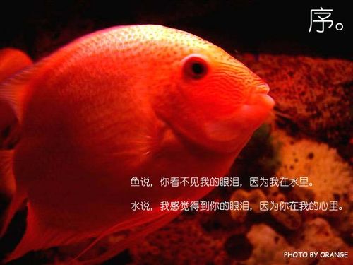 鱼保护的警句 关于保护地球的警句