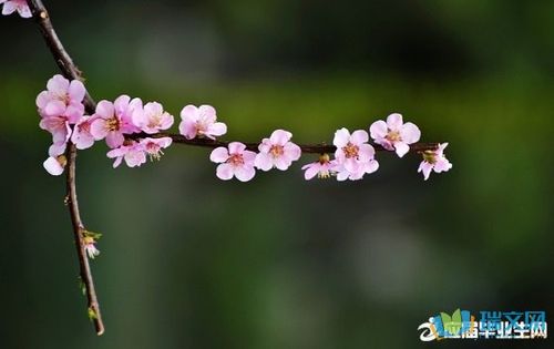 形容花盛开的唯美句子 怎么形容桃花盛开