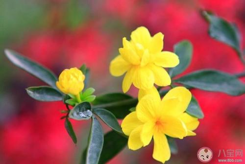 描写迎春花的优美句子100字 如何描写迎春花的优美句子
