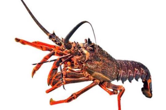 澳洲龙虾怎么做  澳洲龙虾怎么做好吃又简单