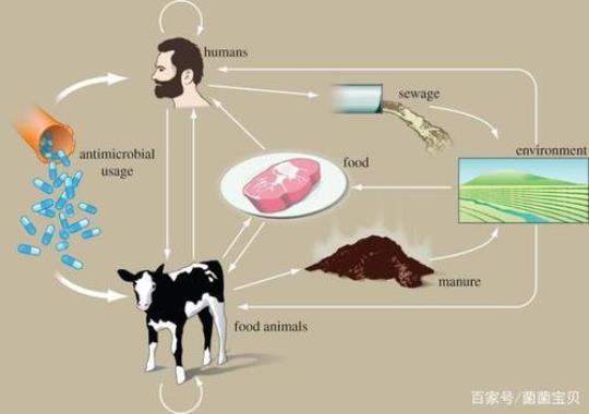 四种食物是天然抗生素  五种食物是天然抗生素