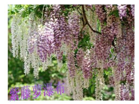 紫藤花和丁香花的诗句