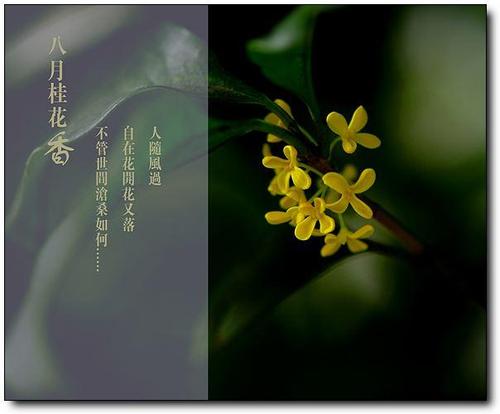 桂花香的经典诗句