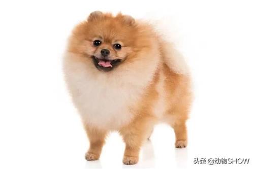 十大适合家养的小型犬排行榜 十大适合家养的狗排名