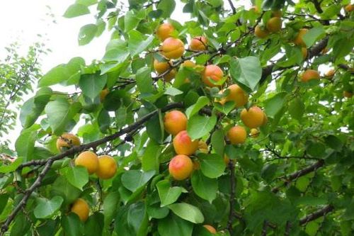关于杏树的颜色的诗句合集(精选) 杏树的颜色