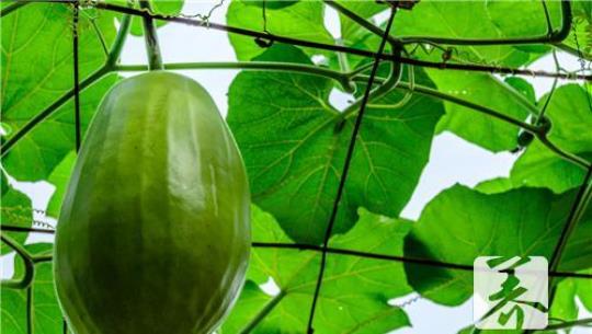 白水煮冬瓜可以减肥么