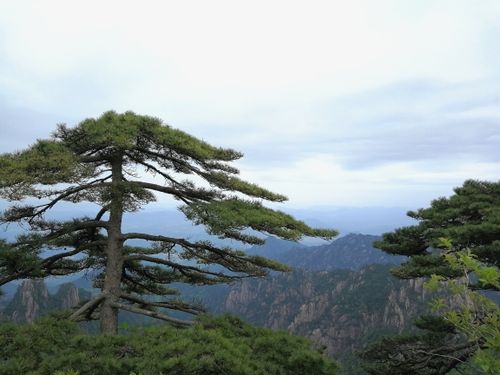 黄山松简介 黄山松朗诵原文