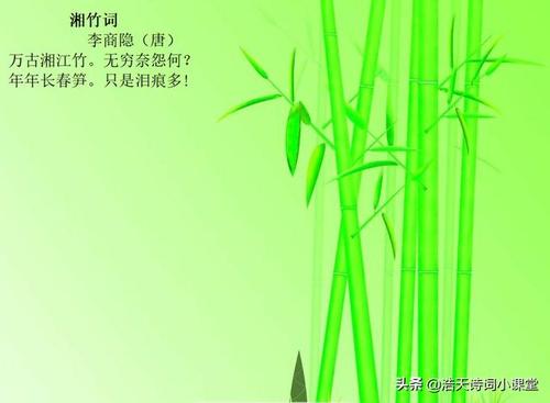 关于一首竹子的诗句合集(精选) 关于一首竹子的诗