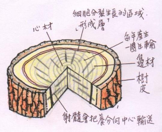 形成层是什么组织 形成层和木栓形成层属于什么组织