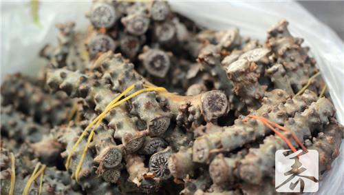 小满节气必吃6种苦味菜 小满节气必吃六种美食