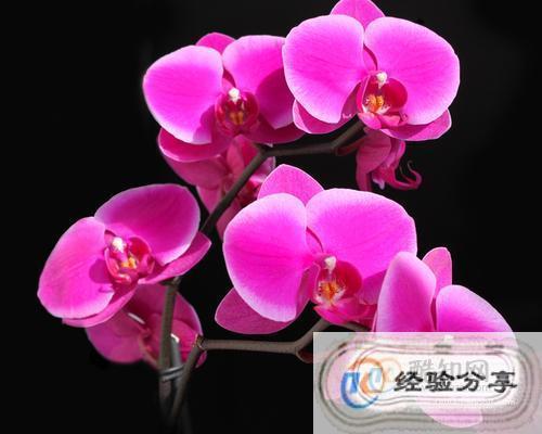 关于蝴蝶兰的优美句子大全 写蝴蝶兰的优美句子