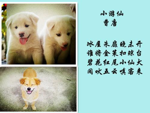 关于苟的诗句合集(精选) 红楼梦中的诗句合集