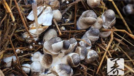 草菇的营养价值 草菇营养价值论文参考文献