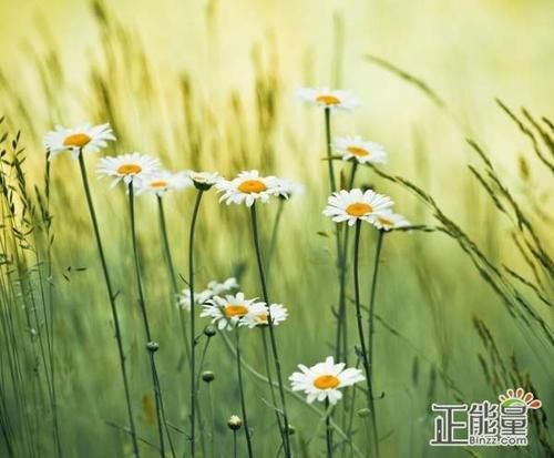 关于努力一点句子说说心情说说大全 关于努力一点点的小学主持串词