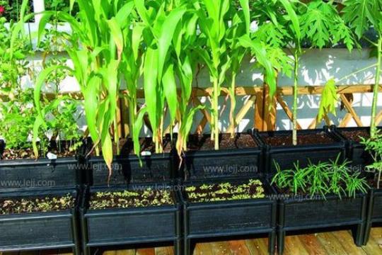 阳台盆栽蔬菜 阳台装修效果图