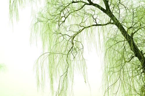 关于形容柳树优美短句子大全 关于形容柳树的诗句