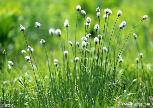关于小草碧绿的诗句合集(通用) 小草碧绿碧绿的像什么