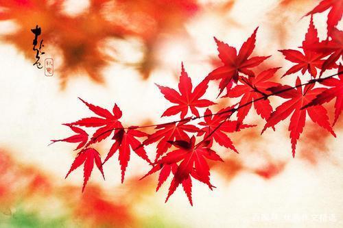 关于描写秋天红叶唯美句子大全 关于描写秋天的诗句古诗