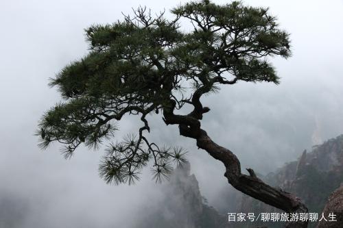 关于形容山上树木茂盛的诗句合集(优选) 形容山上的美女