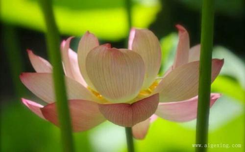 关于用花形容心情的诗句合集(精选) 关于用花形容廉洁的古诗句