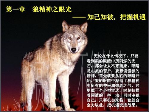 关于狼的精神的诗句合集(精选) 形容工匠精神的诗句