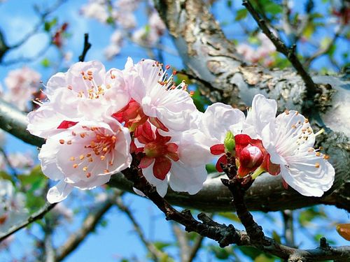 关于写桃花杏花梨花的优美句子大全 关于桃花杏花的诗句有哪些