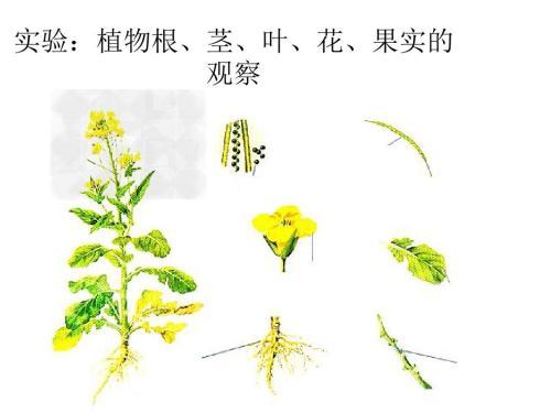 关于根茎叶花果实的优美句子大全 关于根茎叶果实的手工画