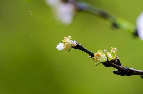 关于花朵和春雨的诗句合集(实用) 春雨落在花朵上