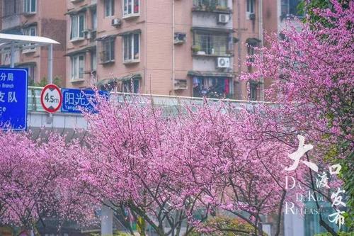 关于重庆春天的诗句合集(精选) 描写重庆的春天