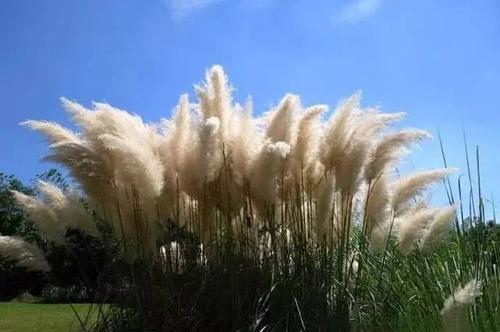 关于形容蒲苇花的诗句合集(精选) 形容蒲苇的诗句